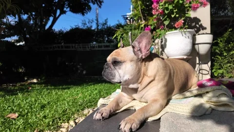 Dog basking in sunlight Stock Footage 324069230