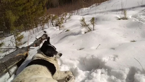 The dog basks in the sun and sleeps in the snow Stock Footage 202206410