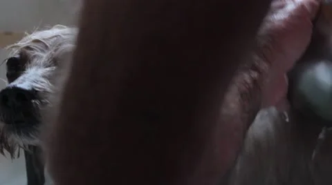 Dog in the bath Stock Footage 43380268