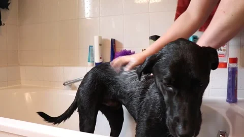 Dog in the bath Video stock 145064464