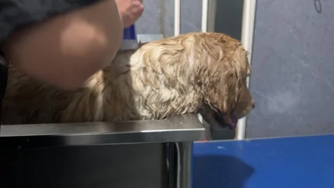 A dog bath Stock Footage 316656775