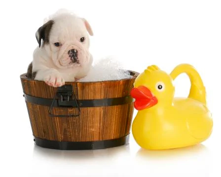 Dog bath Stock Photos