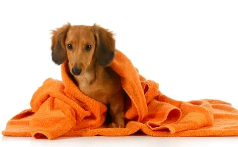 Dog bath Stock Photos