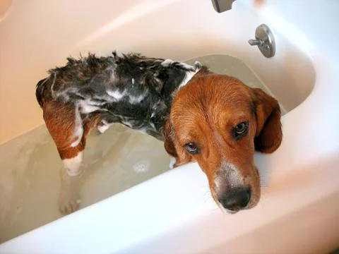 Dog bath Stock Photos