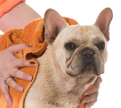 Dog bath Stock Photos