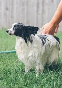 Dog Bath Stock Photos