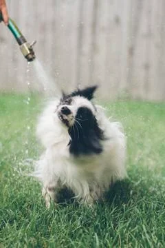 Dog bath Stock Photos