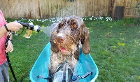 Dog Bath Foto stock