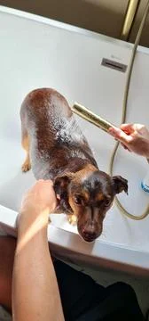 Dog bath Stock Photos
