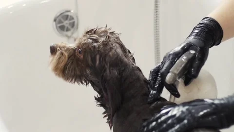Dog bath with shampoo Stock Footage 79898644