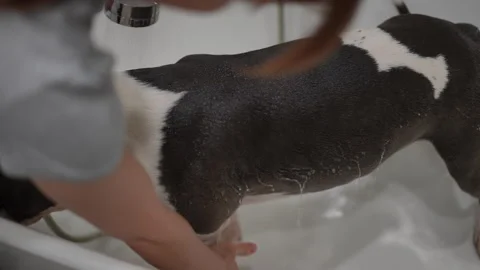 Dog Bathing Ensuring Your Canine Friend Remains Clean and Happy While Receiving  Stock Footage 301439831