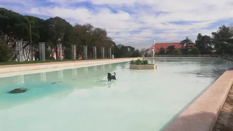 Dog bathing at a lake Stock Footage