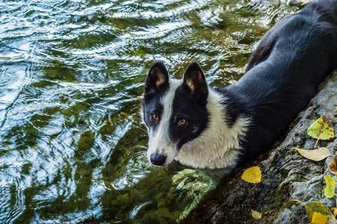Dog bathing in the river Stock Photos