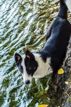 Dog bathing in the river Stock Photos