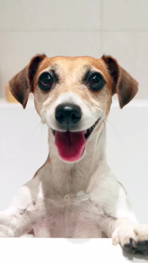 Dog bathroom Vídeo Stock 289656138