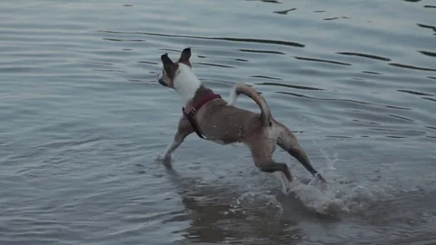 Dog Beach 3 Fetch Stock Footage 79026035
