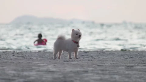 Dog on beach during vacation. Small white pomeranian dog standing on sandy beach Stock Footage 312748091