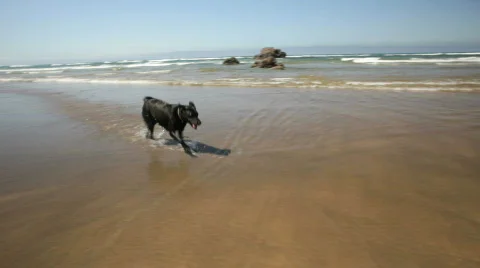 Dog at the beach  Stock-Footage 715182