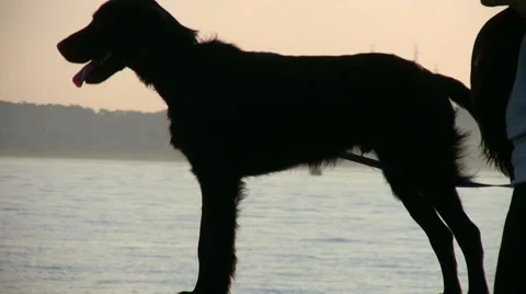 Dog on beach Stock Footage 8576722