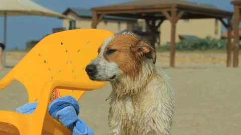 Dog on the beach Stock Footage
