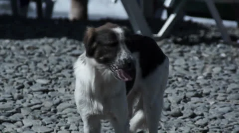 Dog on the beach Stock Footage 25242943