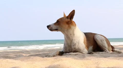 Dog on the beach Stock Footage 51017590