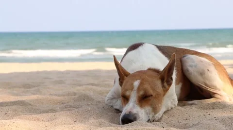 Dog on the beach Stock Footage 51018799