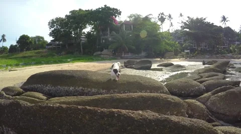 Dog on the Beach Stock Footage 54996814