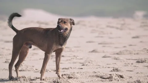 Dog on the Beach Vidéo 69966570