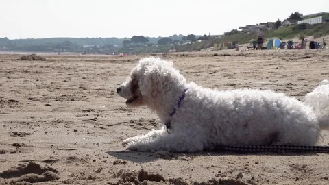 Dog on beach Stock Footage 91281557