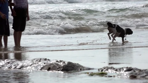 Dog on a beach Stock Footage 94408102