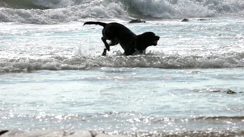 Dog on a beach Stock Footage 94408125