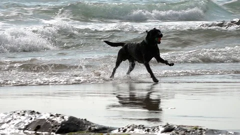 Dog on a beach Stock Footage 94408532