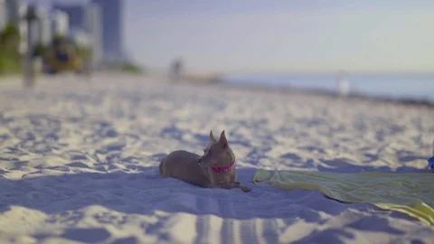 Dog on Beach Stock Footage 95418402