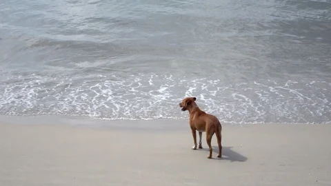 A dog on the beach. Video stock 97857258