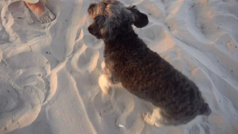 Dog on beach Stock Footage 98909843