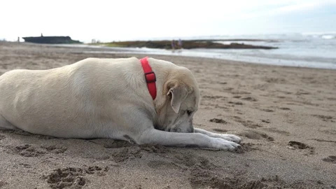 Dog on the beach Stock Footage 125854510