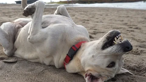 Dog on the beach Stock Footage 125854858