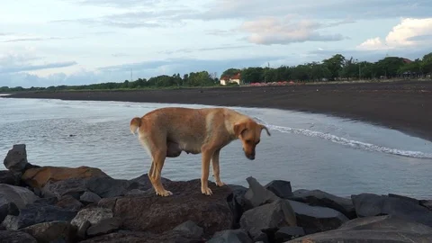 A Dog On The Beach Stock Footage 126018871