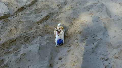 Dog on beach Stock Footage 130144230