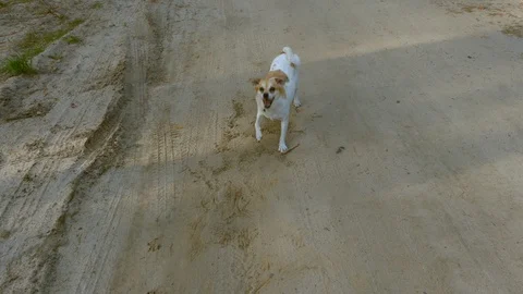 Dog on beach Stock Footage 130144363