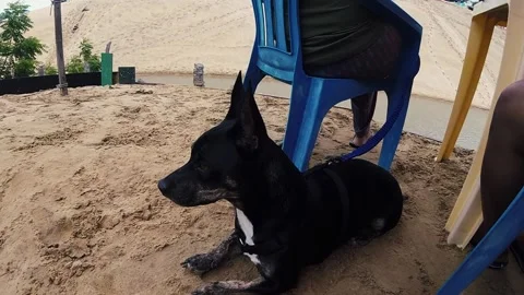 Dog on Beach Stock Footage 194458409