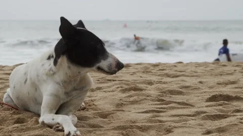 Dog on a beach Stock Footage 204843609