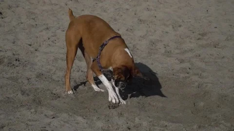 Dog on beach Vídeos de archivo 205245894