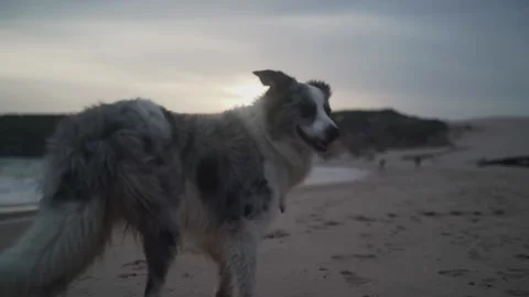 Dog on the beach Stock Footage 234729833