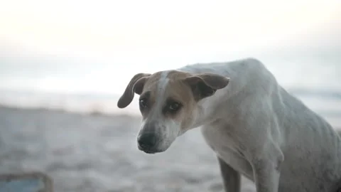 DOG IN BEACH Vidéo 300043874