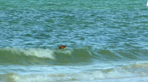 Dog at the beach hdp.mov Video stock 428090