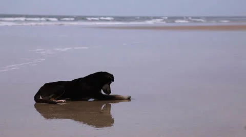 Dog on beach. India Video stock 26241962