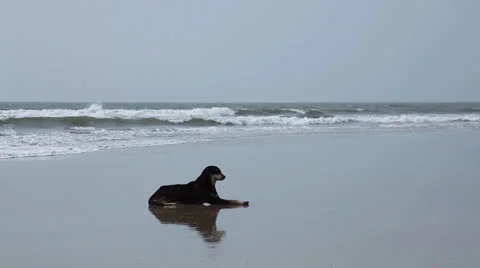 Dog on beach. India Video stock 26242195