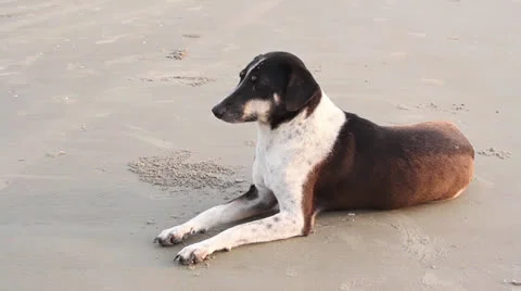 Dog on beach. India Video stock 26242445
